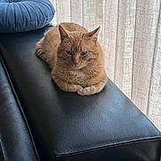 Tigrou a rejoint le concours — aidez-le/la à gagner de superbes lots ! cat, ginger_cat, lounging, black_leather_couch, armrest, blue_pillow, curtains, indoor, natural_light, cozy, relaxed, pet, feline, fur, resting, home_interior, window, soft_light, comfortable, animal