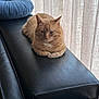 cat, ginger_cat, lounging, black_leather_couch, armrest, blue_pillow, curtains, indoor, natural_light, cozy, relaxed, pet, feline, fur, resting, home_interior, window, soft_light, comfortable, animal