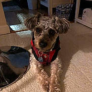 Loki joined the competition — help win amazing prizes! dog, pet, small_dog, harness, collar, tag, fur, cute, sitting, carpet, indoor, home_interior, furniture, metal_stool_base, water_bottles, looking_at_camera, brown_eyes, mixed_breed, cozy, portrait