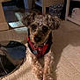 dog, pet, small_dog, harness, collar, tag, fur, cute, sitting, carpet, indoor, home_interior, furniture, metal_stool_base, water_bottles, looking_at_camera, brown_eyes, mixed_breed, cozy, portrait