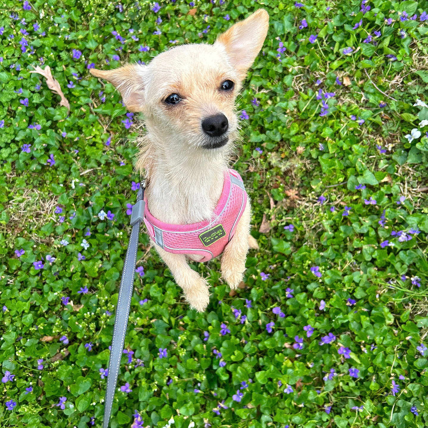 Mia is registered to the contest to win money with this photo: animal, black_shoe, canine, curious, cute, dog, fluffy, grass, greenery, leash, nature, outdoor, pet, pink_harness, purple_flowers, small_dog, spring, standing, tiny, walk