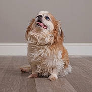 Ollie is registered to the contest to win money with this photo: alert, animal, brown_and_white, canine, companion, curly_fur, cute, dog, domestic, floor, fluffy, friendly, fur, house, indoor, looking_up, pet, sitting, small_dog, tongue_out