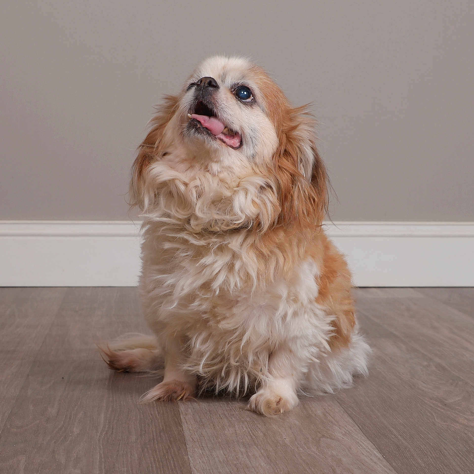 Ollie is registered to the contest to win money with this photo: alert, animal, brown_and_white, canine, companion, curly_fur, cute, dog, domestic, floor, fluffy, friendly, fur, house, indoor, looking_up, pet, sitting, small_dog, tongue_out