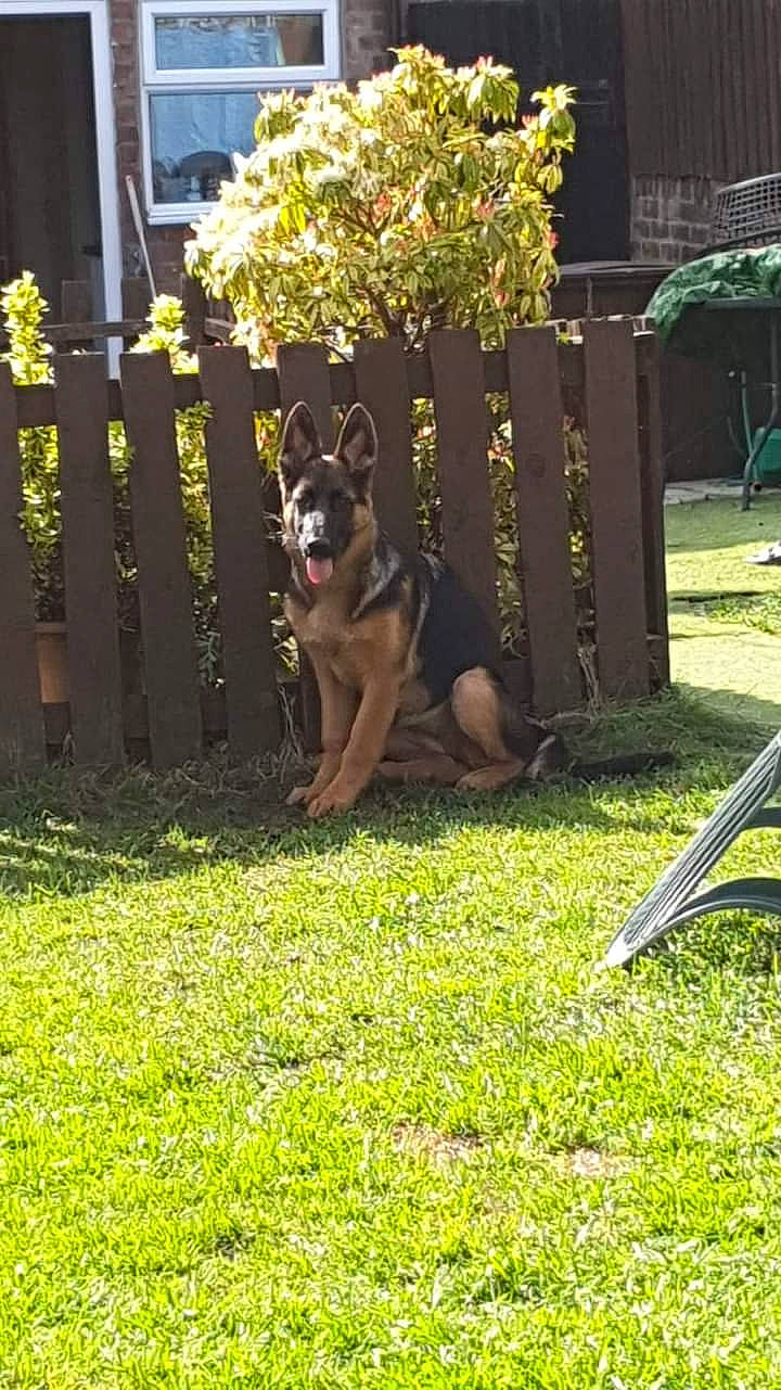 Mia is registered to the contest to win money with this photo: ball, canidae, carnivore, companion_dog, dog, dog_breed, fawn, fence, garden, grass, guard_dog, home_fencing, house, lawn, lure_coursing, plant, porch, shrub, tail, tree