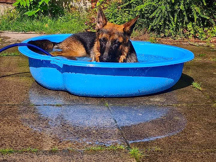 Mia is registered to the contest to win money with this photo: animal_feed, bowl, canidae, carnivore, companion_dog, cooking, dog, dog_breed, dog_supply, east_european_shepherd, fawn, german_shepherd_dog, grass, king_shepherd, old_german_shepherd_dog, pet_supply, plant, snout, sporting_group, working_animal