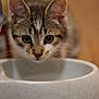 animal, bowl, brown, cat, close_up, curious, cute, domestic, ears, eyes, face, focus, food_bowl, fur, indoor, kitten, pet, table, whiskers, young