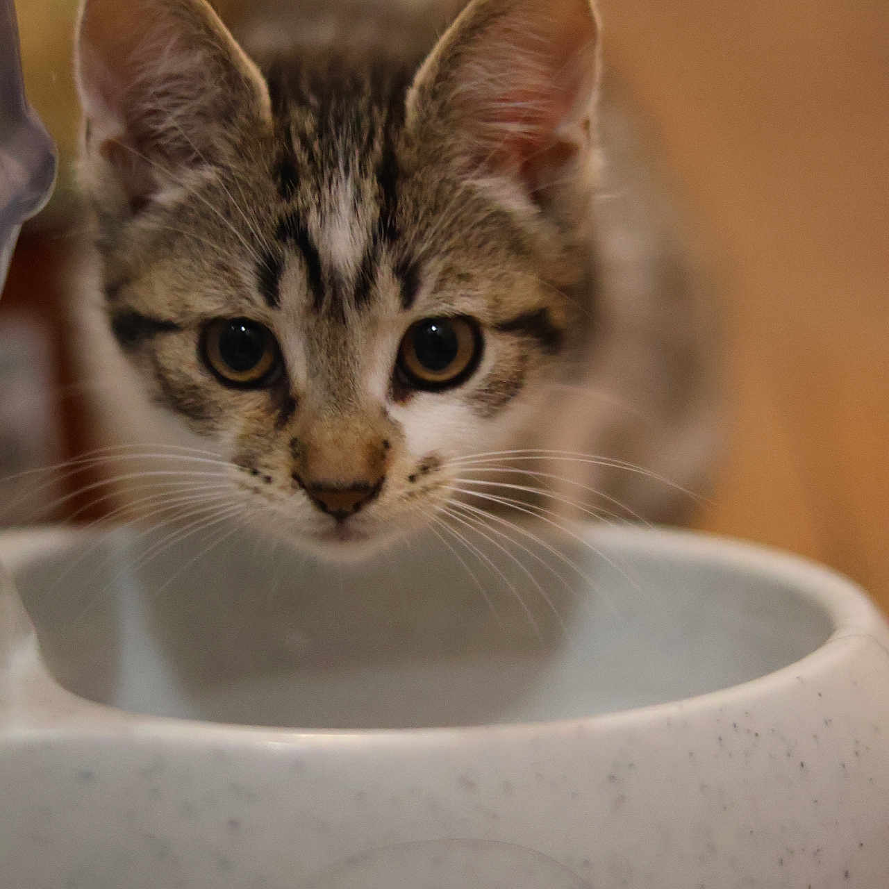 Jubileu participe au concours pour gagner de l'argent avec cette photo : animal, bowl, brown, cat, close_up, curious, cute, domestic, ears, eyes, face, focus, food_bowl, fur, indoor, kitten, pet, table, whiskers, young