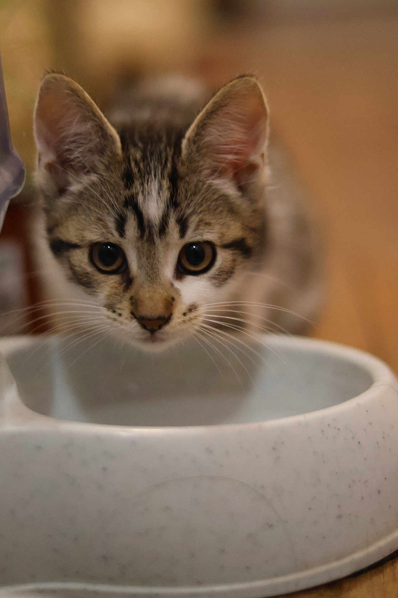 Jubileu participe au concours pour gagner de l'argent avec cette photo : animal, bowl, brown, cat, close_up, curious, cute, domestic, ears, eyes, face, focus, food_bowl, fur, indoor, kitten, pet, table, whiskers, young