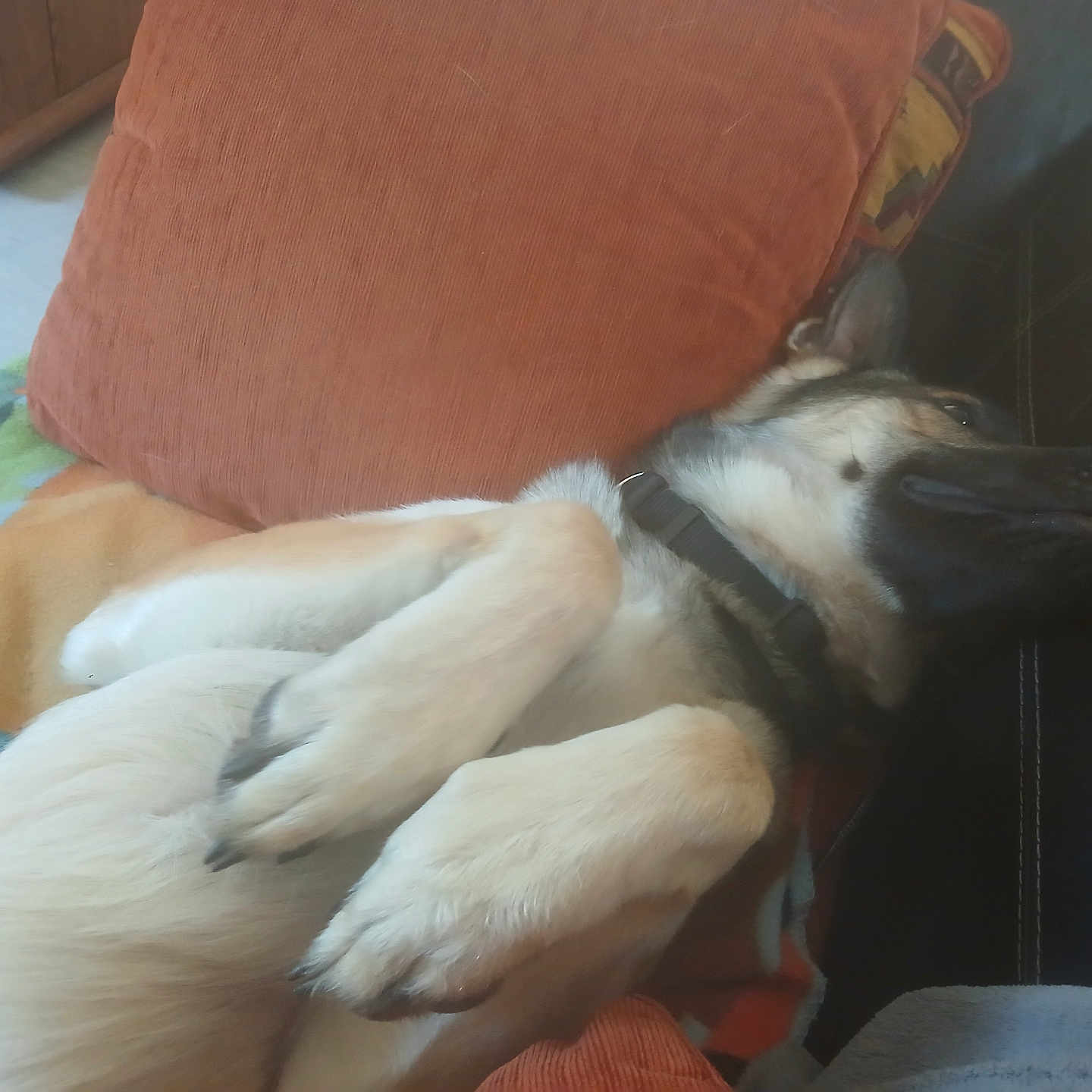 Bongo a rejoint le concours — aidez-le/la à gagner de superbes lots ! animal, blanket, canine, collar, comfort, couch, cozy, dog, fur, home, indoor, living_room, lying_down, paw, pet, pillow, relaxed, resting, sleeping, soft