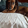 Stevie joined the competition — help win amazing prizes! animal, bed, blanket, brown_fur, companion, cozy, cute, dachshund, dog, fabric, indoor, lying_down, pet, pillow, playful, puppy, resting, small_dog, soft_texture, stuffed_toy