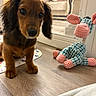 animal, background, brown, carpet, cute, dog, ears, eyes, floor, fur, home, indoor, knitted_giraffe, pet, playful, puppy, reflection, toy, wooden_floor, young_dog