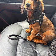Stevie is registered to the contest to win money with this photo: animal, black, canine, car_interior, car_seat, cute, dachshund, dog, ears, fur, harness, leash, leather, looking_up, nose, pet, puppy, sitting, small, young
