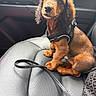 animal, black, canine, car_interior, car_seat, cute, dachshund, dog, ears, fur, harness, leash, leather, looking_up, nose, pet, puppy, sitting, small, young