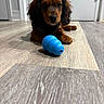 Stevie joined the competition — help win amazing prizes! animal, blue, brown, close_up, cute, dog, domestic_animal, ears, floor, flooring, front_paws, indoor, looking, lying_down, pet, playful, puppy, toy, wood_floor, young_dog