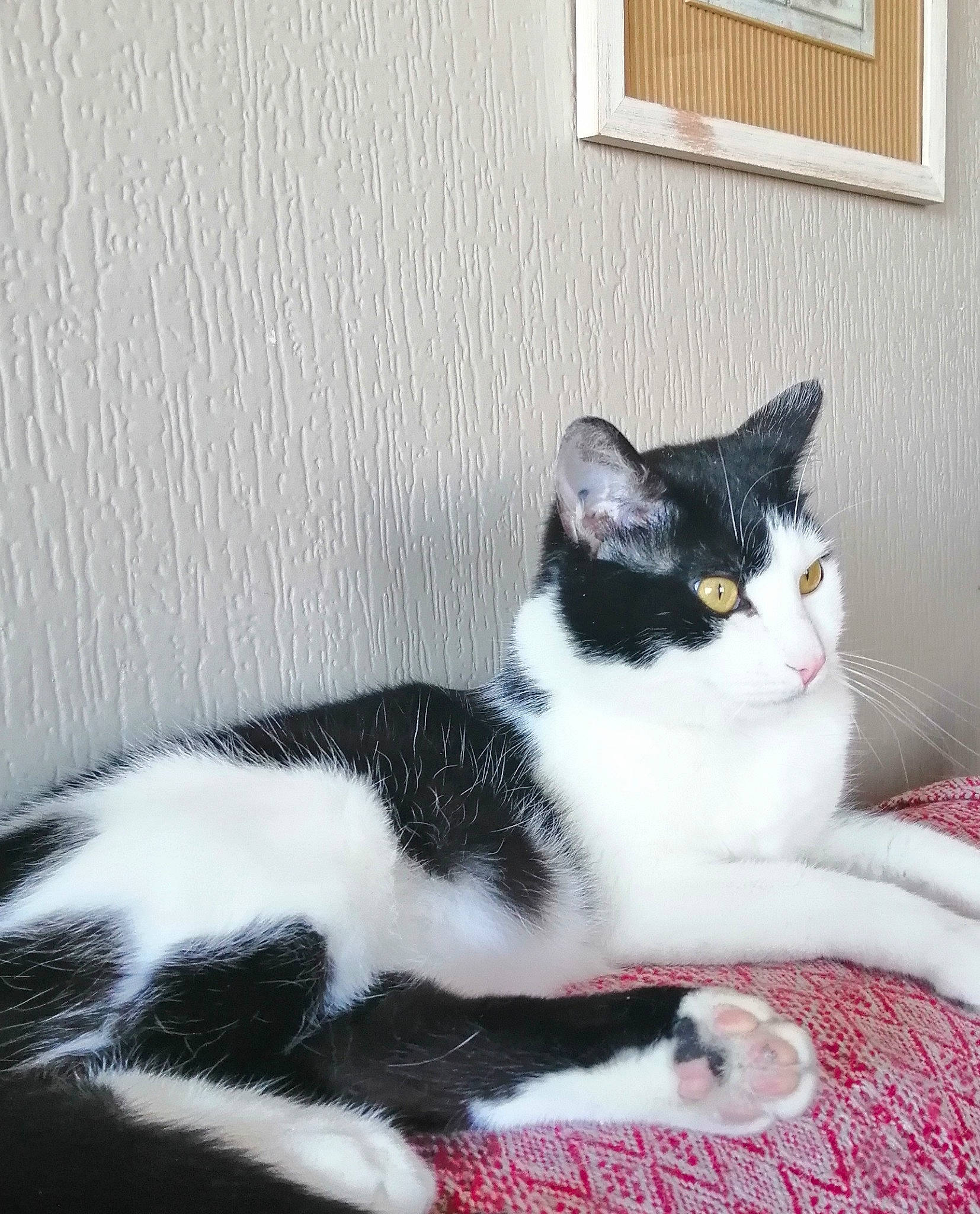 Ptilou participe au concours pour gagner de l'argent avec cette photo : carnivore, cat, comfort, domestic_short_haired_cat, felidae, fur, grey, paw, sitting, small_to_medium_sized_cats, snout, tail, tree, whiskers, window