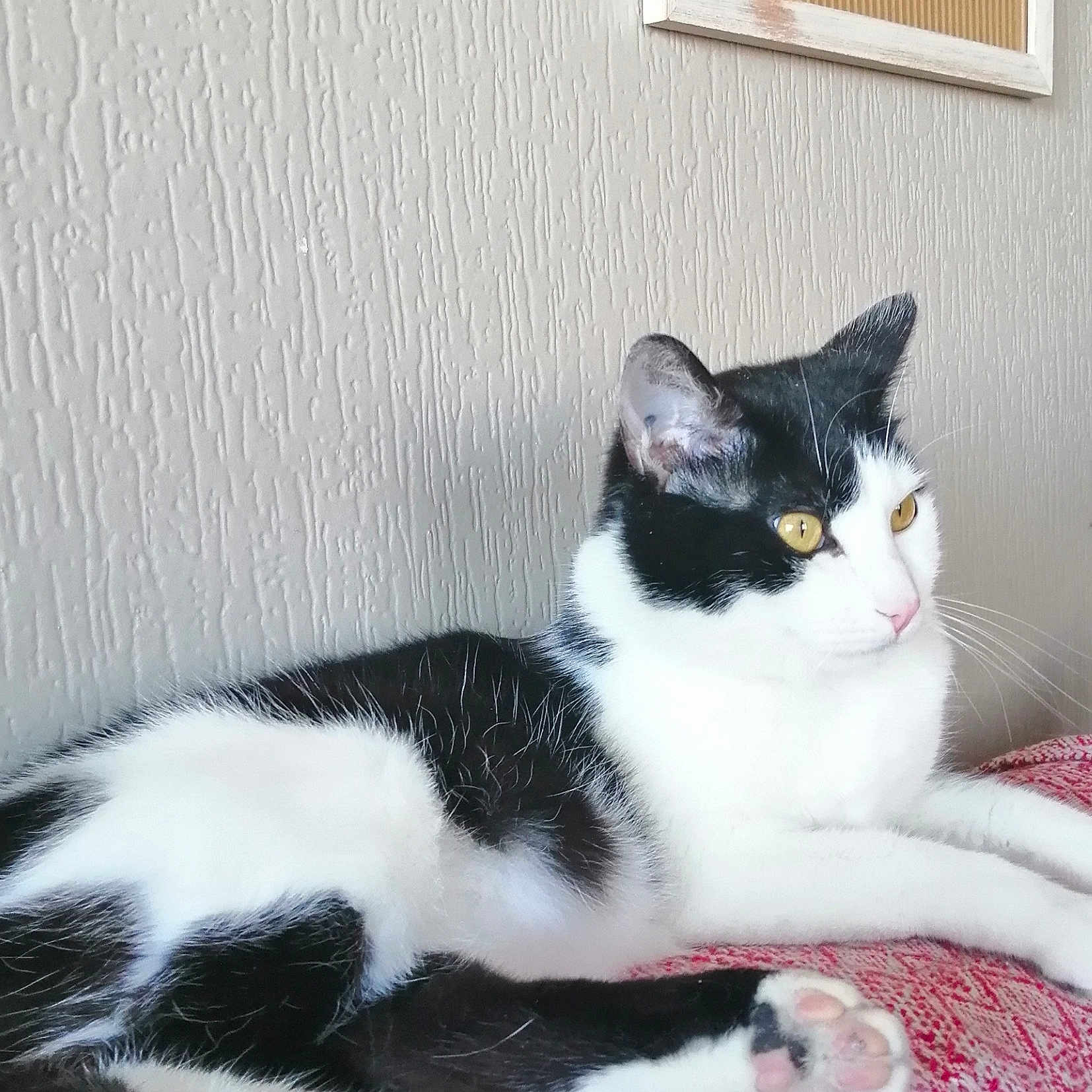 Ptilou