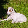 animal, brown_patch, calm, canine, collar, daylight, dog, fur, grass, greenery, lying_down, mammal, nature, outdoor, peaceful, pet, relaxing, summer, sunlight, white_dog