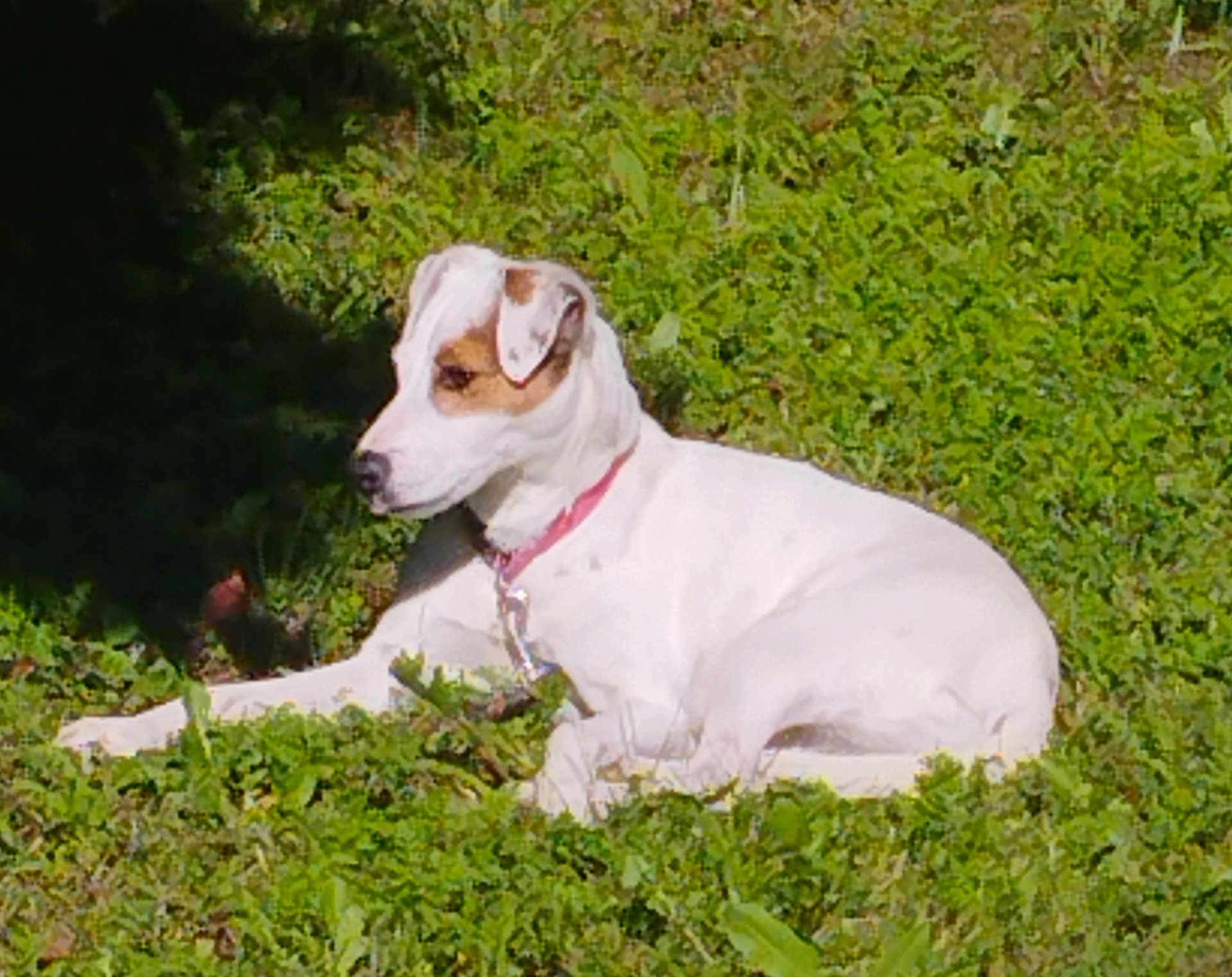 Life participe au concours pour gagner de l'argent avec cette photo : animal, brown_patch, calm, canine, collar, daylight, dog, fur, grass, greenery, lying_down, mammal, nature, outdoor, peaceful, pet, relaxing, summer, sunlight, white_dog