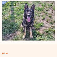 Tyson participe au concours pour gagner de l'argent avec cette photo : alert, animal, black_and_tan, dog, front_view, fur, garden, german_shepherd, grass, happy, open_mouth, outdoor, pet, pet_adoption, pointed_ears, portrait, sitting, smartphone_screenshot, tongue, website