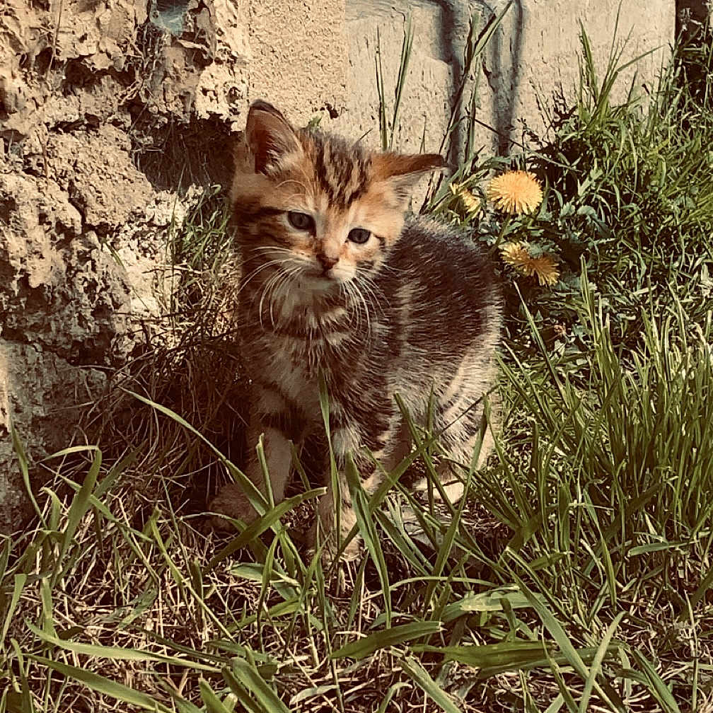Marlai a rejoint le concours — aidez-le/la à gagner de superbes lots ! abyssinian, animal, architecture, building, cat, clothing, footwear, grass, hole, jeans, kitten, manx, pants, pet, plant, rock, shoe, soil, vegetation, wall
