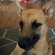 Lilly joined the competition — help win amazing prizes! dog, puppy, indoor, carpet, ears, brown, floor, playful, pet, animal, home, furniture, toy, baby_gear, blur, close_up, curious, young, mammal, domestic