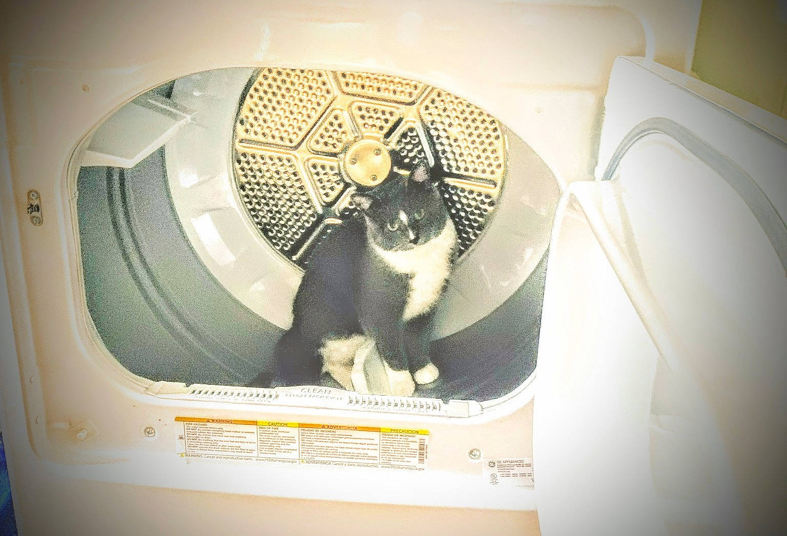 Zeke joined the competition — help win amazing prizes! audio_equipment, carnivore, cat, cat_supply, circle, comfort, domestic_short_haired_cat, felidae, fur, mechanical_fan, output_device, paper, paper_product, pet_supply, room, small_to_medium_sized_cats, washing_machine, whiskers