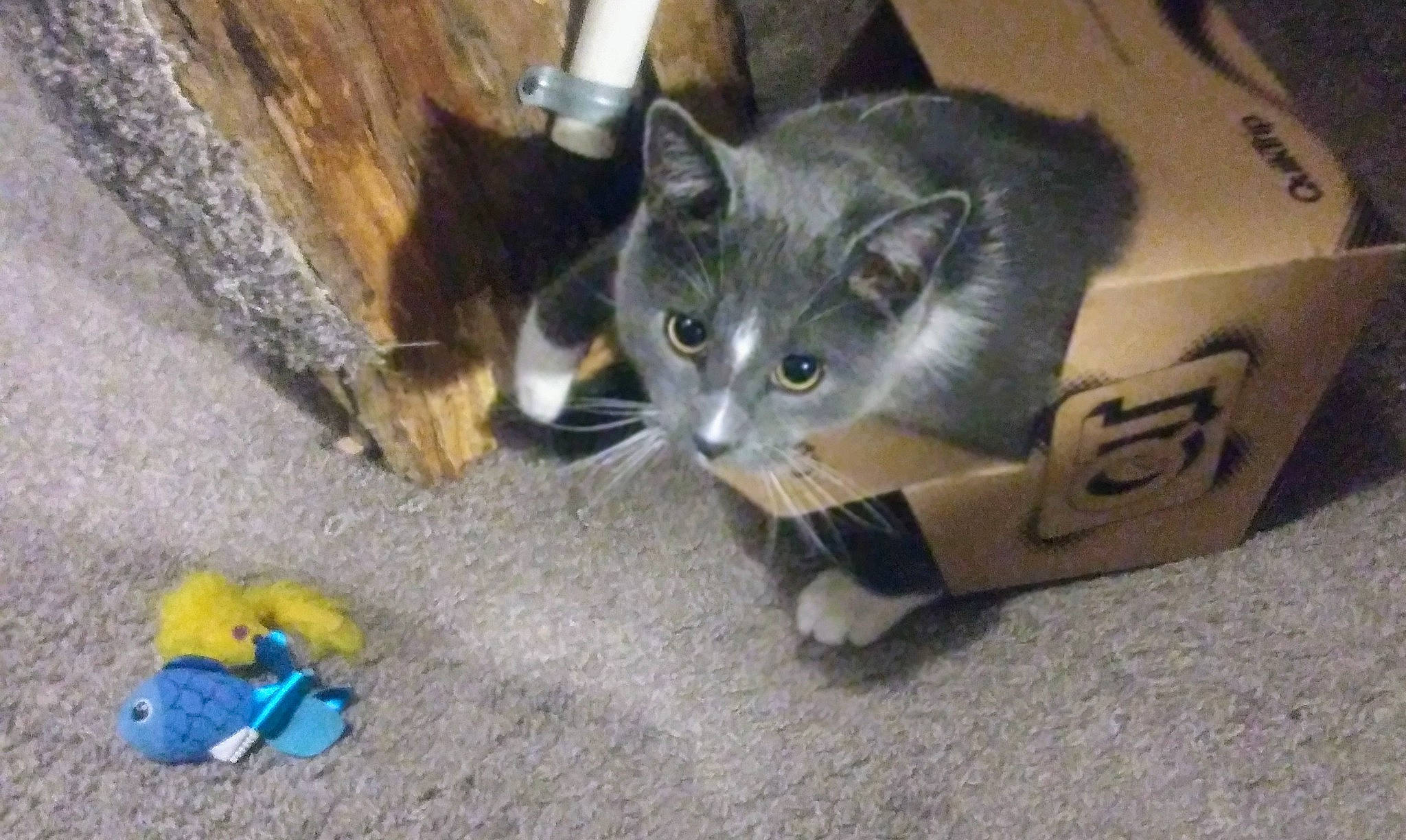 Zeke is registered to the contest to win money with this photo: box, cardboard, carnivore, carton, cat, cat_toy, domestic_short_haired_cat, felidae, flooring, fur, packaging_and_labeling, paw, shipping_box, small_to_medium_sized_cats, snout, stuffed_toy, tail, toy, whiskers, wood