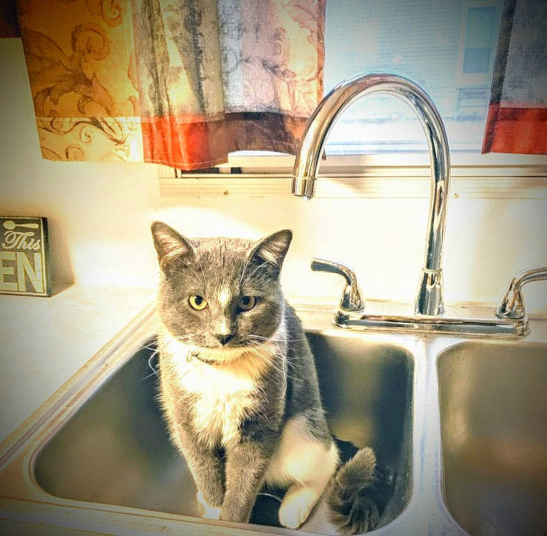 Zeke is registered to the contest to win money with this photo: art, carnivore, cat, domestic_short_haired_cat, door, felidae, fur, gas, grey, kitchen_sink, metal, picture_frame, plumbing, plumbing_fixture, sink, small_to_medium_sized_cats, tail, tap, whiskers, wood