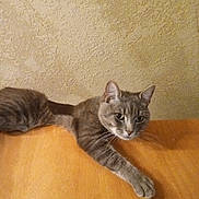 Junior joined the competition — help win amazing prizes! cat, feline, gray_cat, whiskers, paw, table, wooden_table, textured_wall, indoor, relaxed, lounging, pet, eyes, ear, fur, portrait, face, home, domestic_animal, side_view