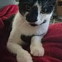 Lulu is registered to the contest to win money with this photo: cat, black_and_white, pet, indoor, blanket, fur, whiskers, animal, cute, relaxing, cozy, paw, domestic, feline, closeup, face, ears, curious, resting, soft