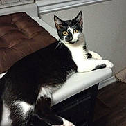 Lulu joined the competition — help win amazing prizes! cat, black_and_white, lounging, kitchen, counter, yellow_eyes, domestic_cat, pet, curious, feline, indoor, relaxed, whiskers, paws, fur, animal, mammal, household, tile_backdrop, wood_floor