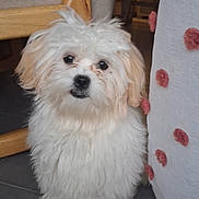 Biscotte participe au concours pour gagner de l'argent avec cette photo : adorable, animal, chair, companion, curtain, cute, dog, domestic, floor, fluffy_fur, fur, home, indoor, looking_at_camera, pet, pink_pom_poms, small_dog, tile_floor, white_dog, wooden_chair