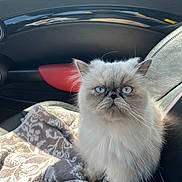 Meowlie Cyrus joined the competition — help win amazing prizes! cat, fluffy, white_cat, blue_eyes, blanket, car_interior, seat, sunlight, pet, animal, portrait, feline, indoor, closeup, serious_expression, whiskers, ears, fur, companion, cute
