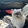 Meowlie Cyrus
