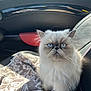 cat, fluffy, white_cat, blue_eyes, blanket, car_interior, seat, sunlight, pet, animal, portrait, feline, indoor, closeup, serious_expression, whiskers, ears, fur, companion, cute