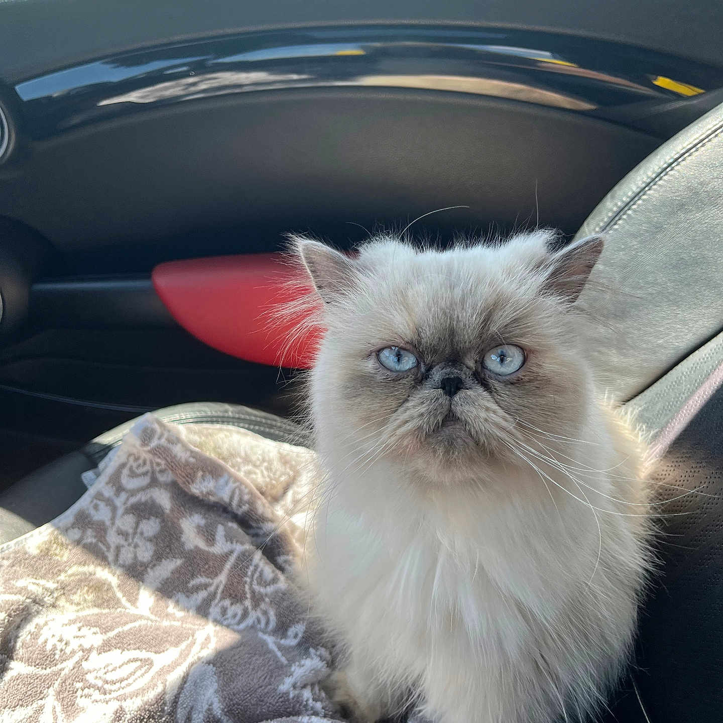 Meowlie Cyrus joined the competition — help win amazing prizes! animal, blanket, blue_eyes, car_interior, cat, closeup, companion, cute, ears, feline, fluffy, fur, indoor, pet, portrait, seat, serious_expression, sunlight, whiskers, white_cat