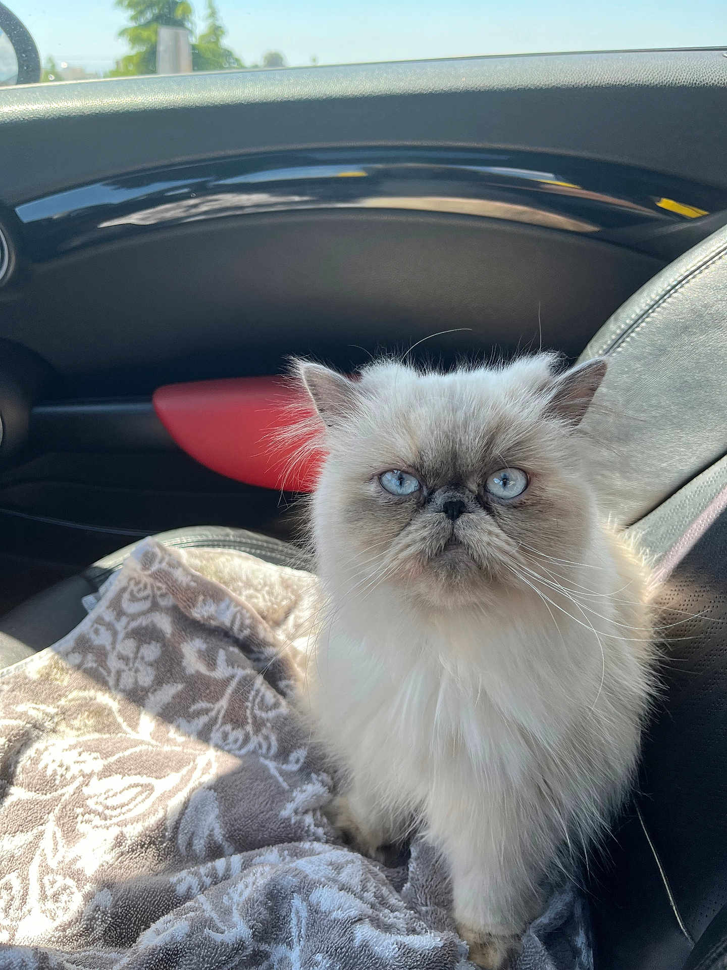 Meowlie Cyrus joined the competition — help win amazing prizes! cat, fluffy, white_cat, blue_eyes, blanket, car_interior, seat, sunlight, pet, animal, portrait, feline, indoor, closeup, serious_expression, whiskers, ears, fur, companion, cute