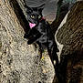 black_cat, cat, animal, tree, night, leash, harness, outdoor, street, car, curious, alert, pet, urban, yellow_eyes, feline, nature, close_up, dark, shadow