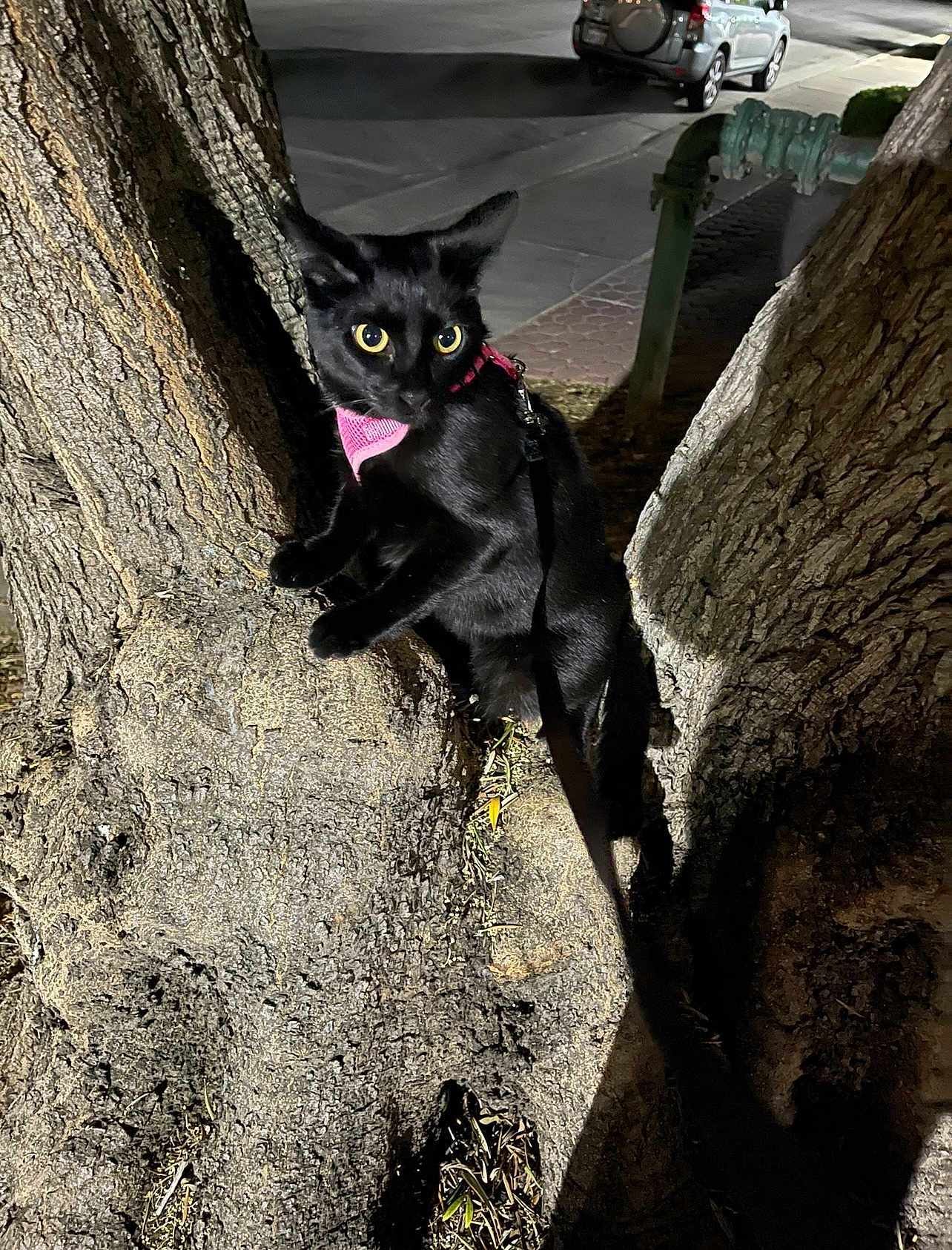 Pepita