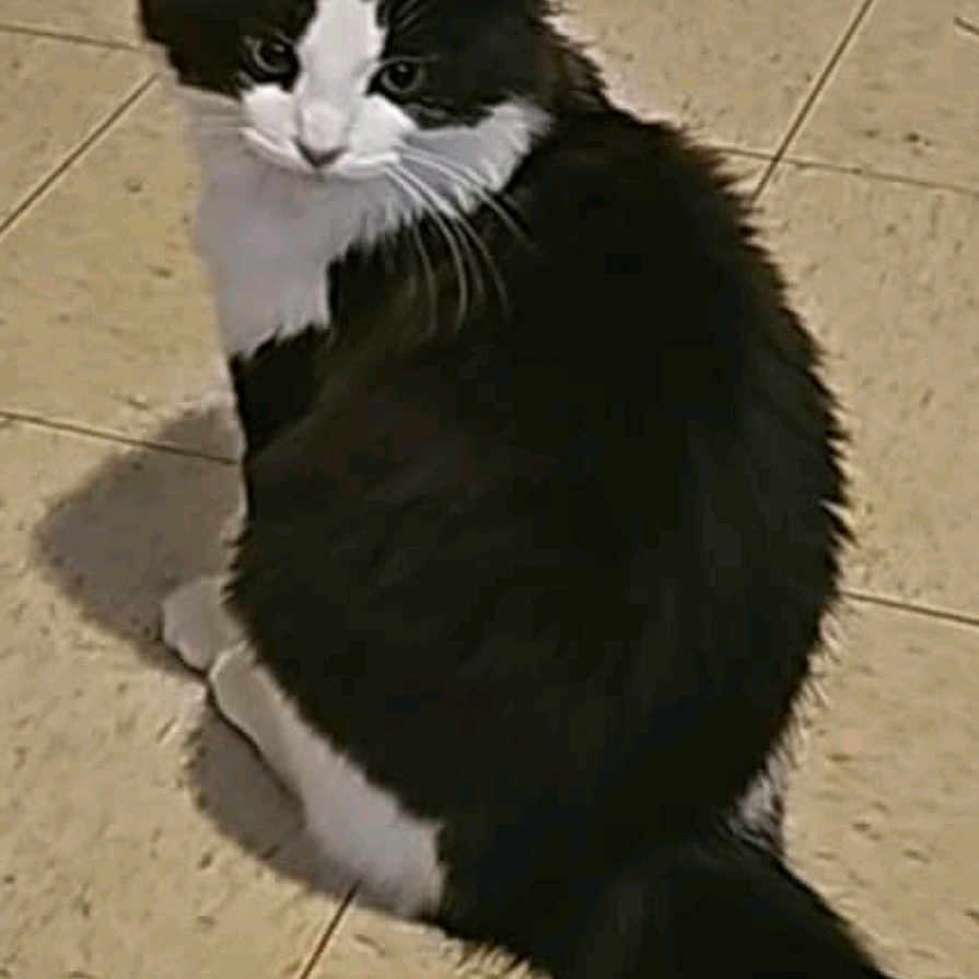 Casper Little is registered to the contest to win money with this photo: animal, black_and_white, cat, companionship, curious, cute, domestic, feline, fluffy, fur, household, indoor, looking_back, pet, playful, sitting, tail, tile_floor, toy, whiskers