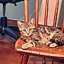 Little Buddy joined the competition — help win amazing prizes! abyssinian, animal, architecture, armchair, building, cat, chair, diningroom, diningtable, furniture, hardwood, indoors, kitten, manx, pet, plywood, rockingchair, stainedwood, table, wood