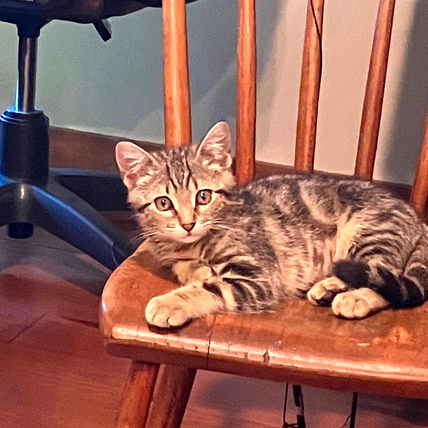 Little Buddy