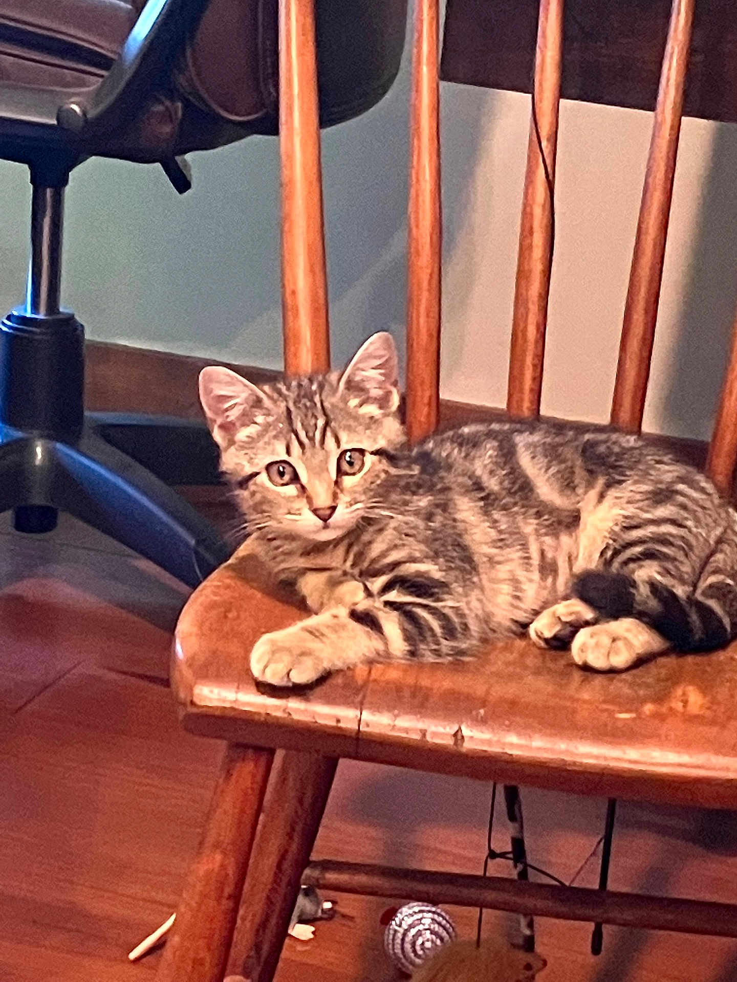 Little Buddy