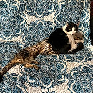 Little Buddy is registered to the contest to win money with this photo: animal, architecture, bed, bedroom, blanket, cat, chair, couch, cushion, furniture, homedecor, indoors, kitten, linen, manx, person, pet, quilt, room, sleeping