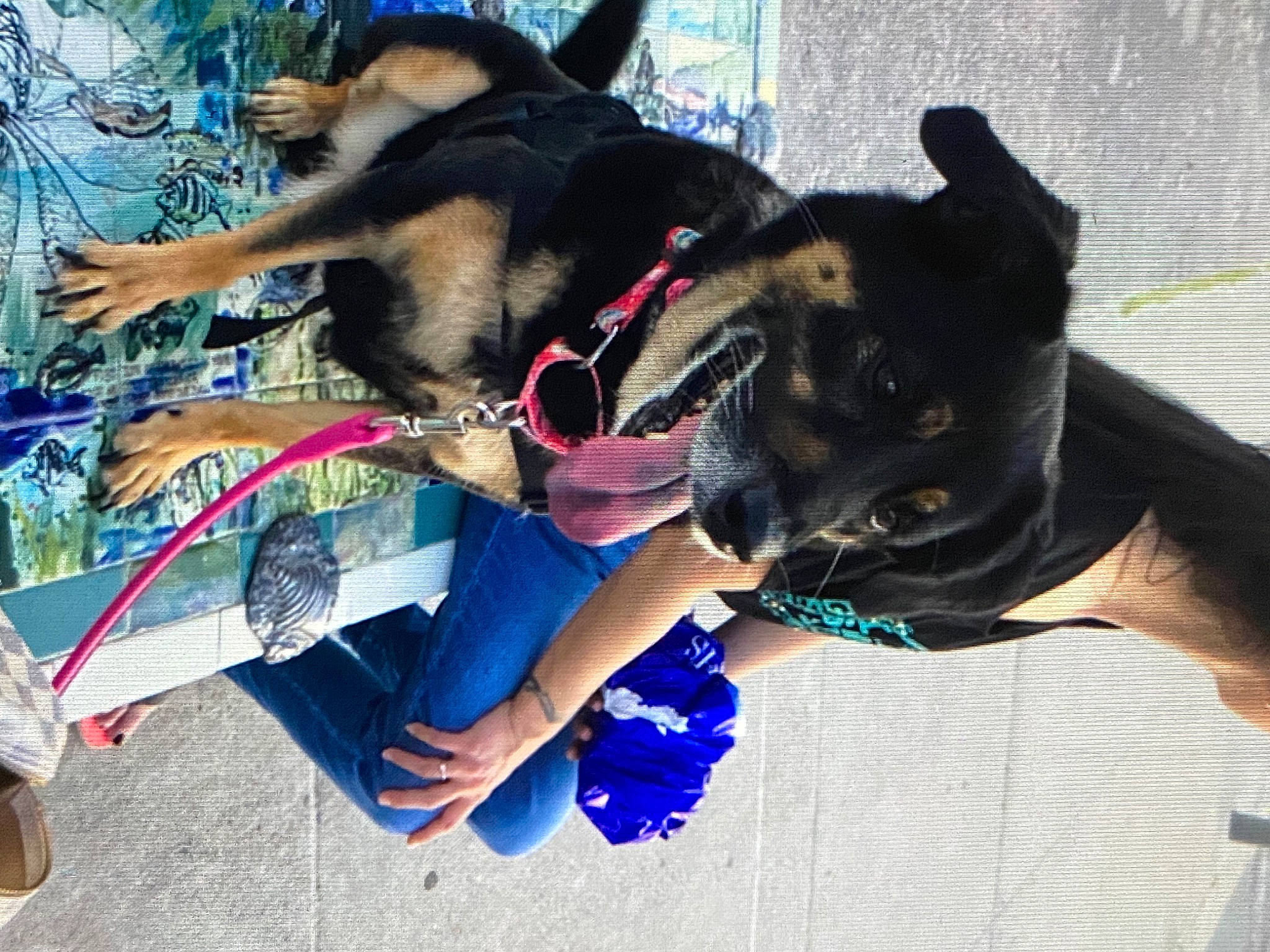 Bailey is registered to the contest to win money with this photo: blue, carnivore, collar, companion_dog, dog, dog_breed, dog_collar, dog_supply, ear, electric_blue, fashion_accessory, fawn, fur, guard_dog, herding_dog, leash, paw, snout, toy_dog, working_animal