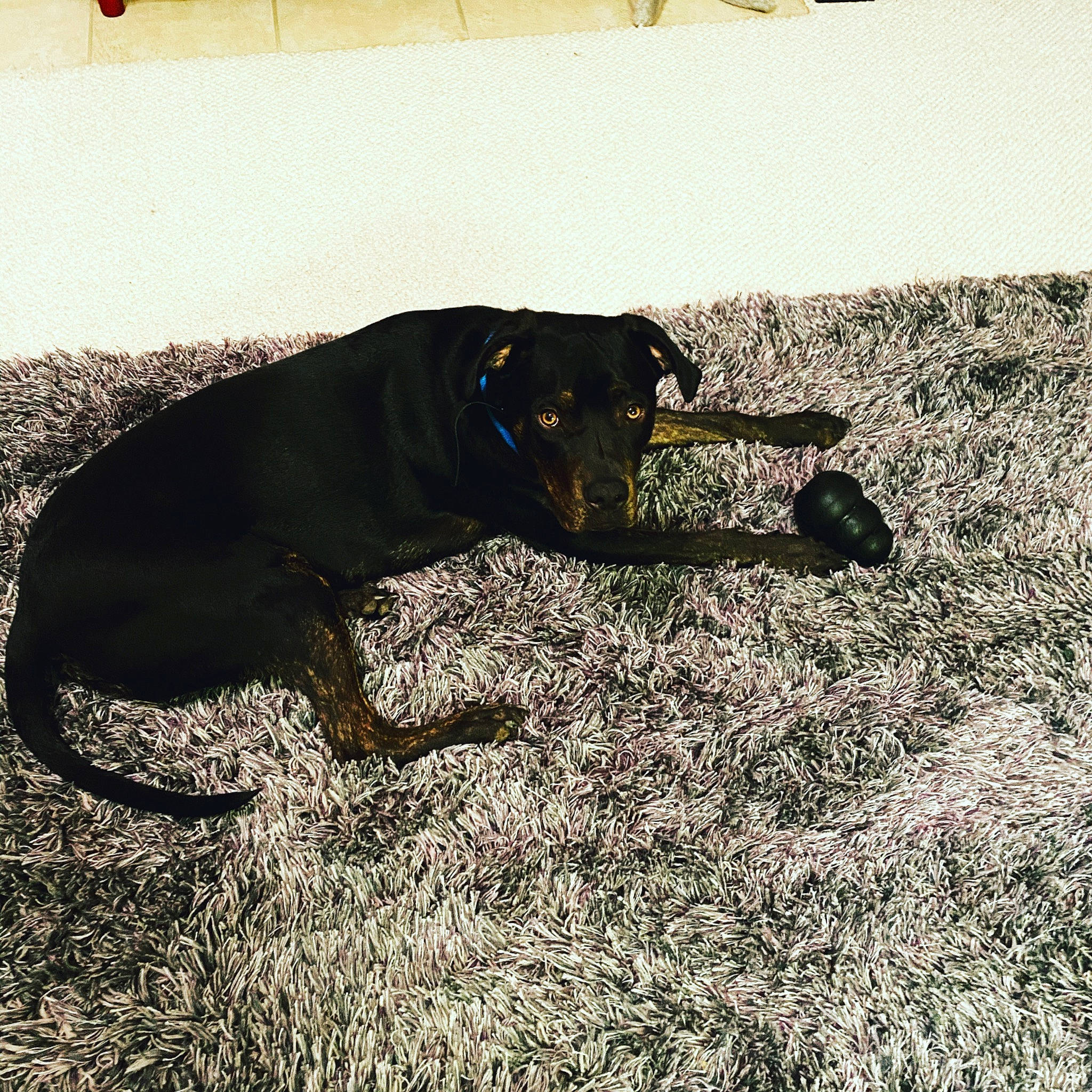 Benton is registered to the contest to win money with this photo: borador, carnivore, collar, companion_dog, dog, dog_breed, dog_collar, grass, guard_dog, gun_dog, shadow, soil, sporting_group, tail, terrestrial_animal, tints_and_shades, working_animal, working_dog