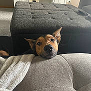 Ember is registered to the contest to win money with this photo: dog, couch, blanket, living_room, pet, fur, ears, head, resting, curious, cozy, indoor, furniture, home, relaxing, animal, canine, snout, looking, comfort