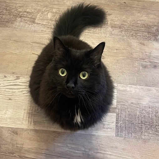 Luna joined the competition — help win amazing prizes! cat, black_cat, pet, animal, feline, indoor, floor, wooden_floor, curious, looking_up, fur, whiskers, tail, green_eyes, cute, domestic_cat, mammal, sitting, house_pet, portrait