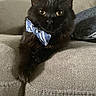 Luna is registered to the contest to win money with this photo: cat, black_cat, bow_tie, pet, animal, feline, couch, indoor, portrait, relaxed, cute, furry, whiskers, ears, eyes, domestic_animal, cozy, home, fancy, sitting