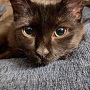 Luna joined the competition — help win amazing prizes! cat, black_cat, close_up, animal, pet, feline, face, eyes, whiskers, fur, texture, blue_fabric, resting, indoors, cute, soft_light, portrait, domestic_cat, mammal, laying_down